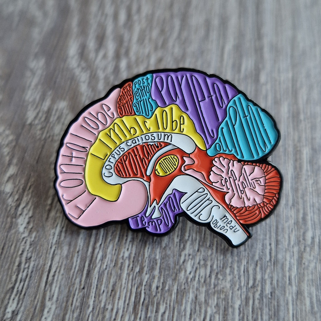 Spilla Anatomia del Cervello